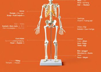 Nama Anggota Tubuh Manusia dalam Bahasa Inggris dan Artinya Lengkap