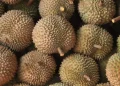 Cara Membedakan Durian Manis dan Legit Melalui Kulitnya Saja