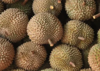 Cara Membedakan Durian Manis dan Legit Melalui Kulitnya Saja