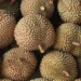 Cara Membedakan Durian Manis dan Legit Melalui Kulitnya Saja