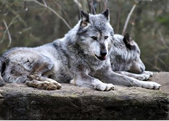 20 Hewan Buas Paling Berbahaya di Dunia dan Penjelasan Lengkapnya