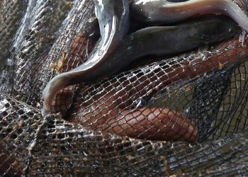 Panduan Lengkap Budidaya Ikan Lele untuk Pemula Agar Lebih Mudah