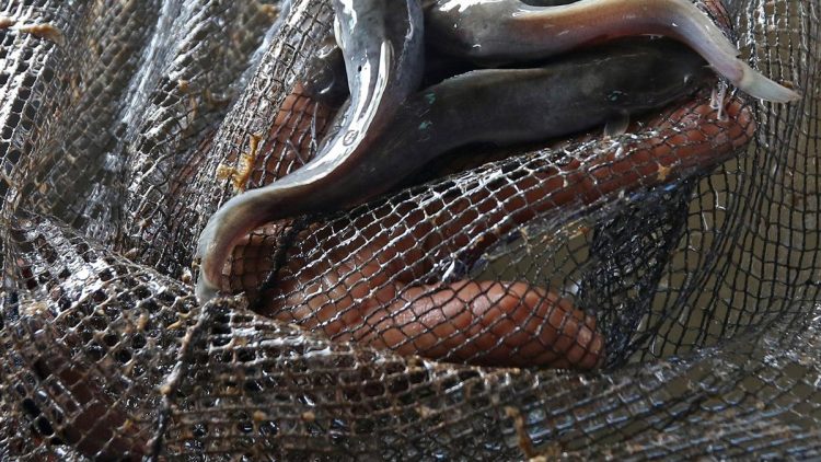 Panduan Lengkap Budidaya Ikan Lele untuk Pemula Agar Lebih Mudah