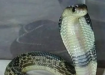 10 Jenis Barang Bekas Penyebab Sarang Ular di Halaman yang Sering Diabaikan