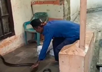 7 Tanda Ular Kobra Masuk Rumah yang Perlu Diwaspadai