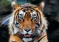 Teror Harimau di Jakarta, 800 Pemburu Dikerahkan