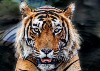 Teror Harimau di Jakarta, 800 Pemburu Dikerahkan
