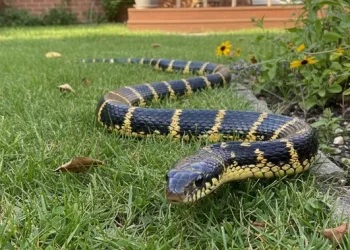 5 Teknik Menata Halaman Rumah Agar Ular Tidak Masuk Menurut Ahli Taman