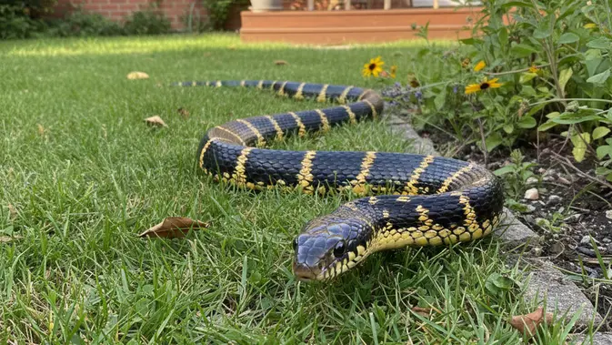 5 Teknik Menata Halaman Rumah Agar Ular Tidak Masuk Menurut Ahli Taman