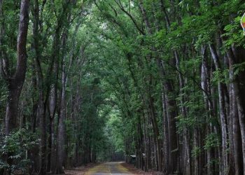 Manfaat Mahoni: Keindahan dan Nilai Ekologis Pohon Tropis Legendaris