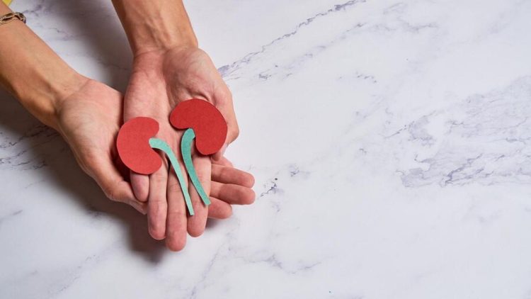 Memahami Ginjal, Fungsi, Cara Kerja, dan Menjaga Kesehatannya