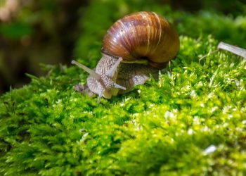 5 Bahan Dapur Ampuh Usir Siput Saat Hujan Agar Tanaman Terjaga