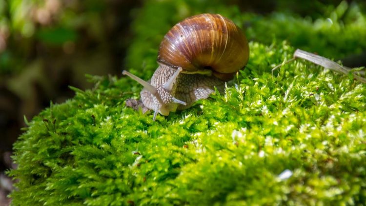 5 Bahan Dapur Ampuh Usir Siput Saat Hujan Agar Tanaman Terjaga