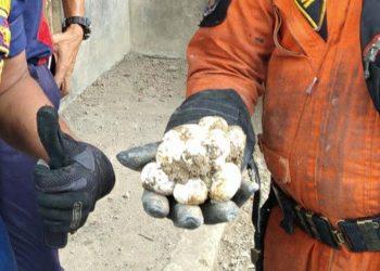 8 Ciri Telur Ular Kobra di Sekitar Rumah yang Harus Diwaspadai