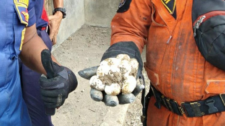 8 Ciri Telur Ular Kobra di Sekitar Rumah yang Harus Diwaspadai