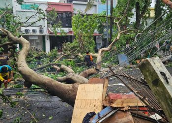 Pohon Tumbang di Tangerang Selatan Setelah Hujan dan Angin Kencang