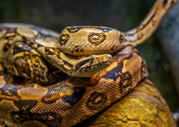 Cara Mengatasi Ular Berbisa Masuk ke Rumah dan Langkah-Langkah Aman yang Harus Diketahui