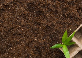 Cara Membuat Cocopeat sebagai Media Tanam Agar Tumbuhan Cepat Subur di Rumah