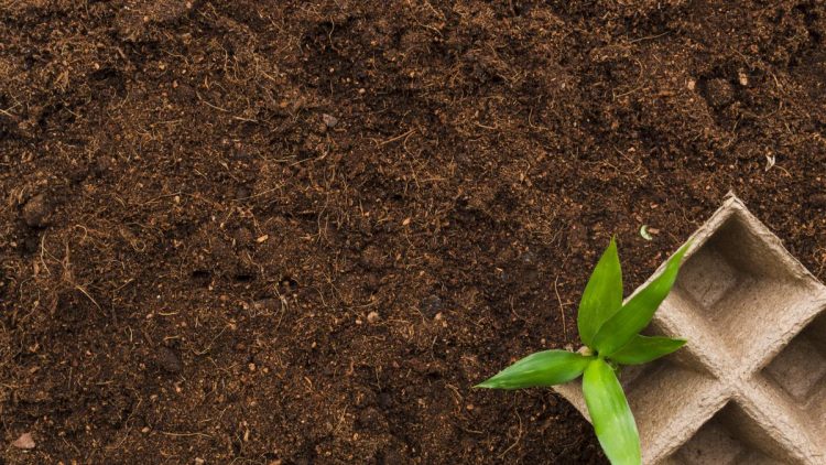 Cara Membuat Cocopeat sebagai Media Tanam Agar Tumbuhan Cepat Subur di Rumah