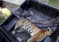 Teror Harimau dan Banteng, Bocah Selamatkan Ayah yang Diterkam