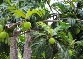 Buah Sakti Antipetaka Incaran Eropa Viral Dimakan Mentah Seperti Leluhur