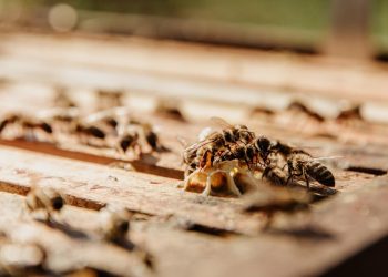 7 Cara Mengatasi Rayap di Tembok Rumah dan Strategi Pencegahan Efektif Jangka Panjang