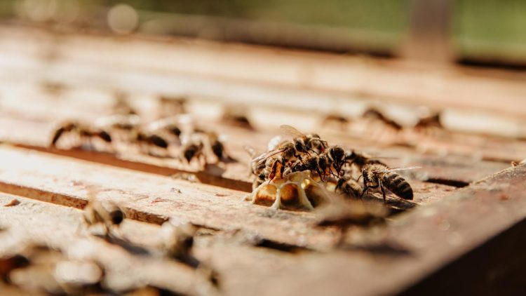 7 Cara Mengatasi Rayap di Tembok Rumah dan Strategi Pencegahan Efektif Jangka Panjang