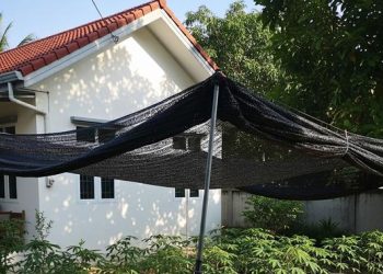 Desain Pekarangan Rumah untuk Menanam Singkong yang Mudah dan Efisien di 2025