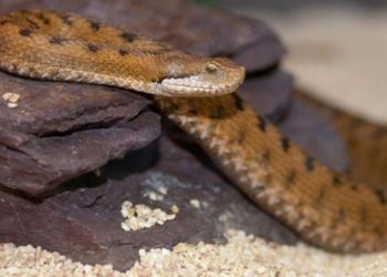 9 Cara Membedakan Ular Pemangsa Ternak dan yang Tidak Berbahaya untuk Peternak