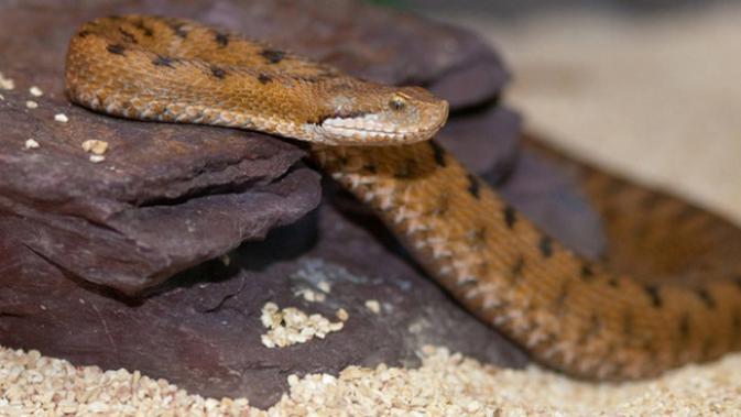 9 Cara Membedakan Ular Pemangsa Ternak dan yang Tidak Berbahaya untuk Peternak