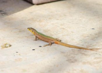 Cicak Mati karena Semprotan Nyamuk, Bahaya dan Cara Aman Mengusirnya