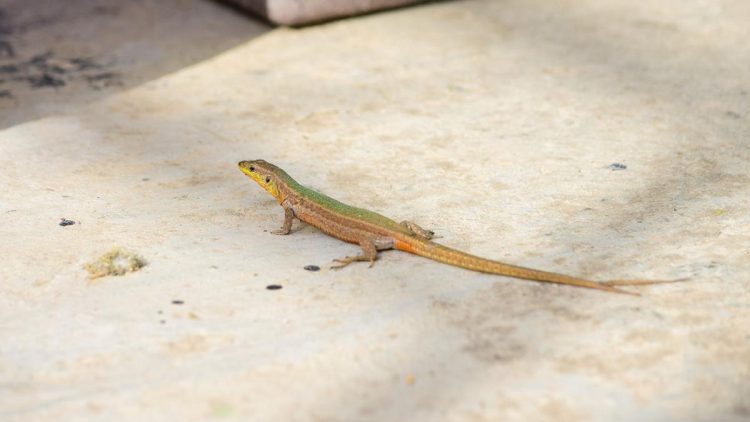 Cicak Mati karena Semprotan Nyamuk, Bahaya dan Cara Aman Mengusirnya