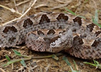 Kenali 7 Jenis Ular Mirip Daun Kering, Waspada di Kebun Anda