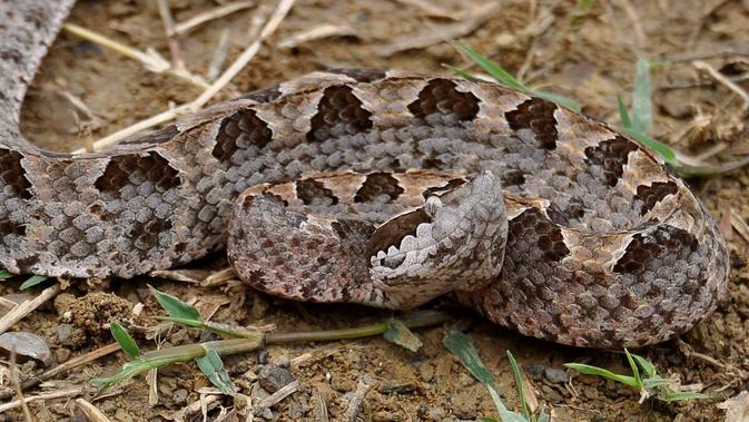 Kenali 7 Jenis Ular Mirip Daun Kering, Waspada di Kebun Anda