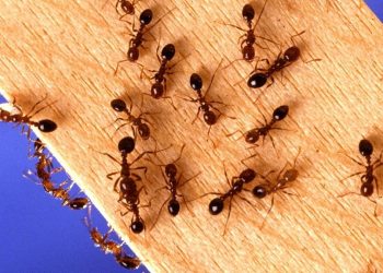 5 Resep Cairan Alami untuk Mengusir Semut yang Aman dan Efektif di Rumah