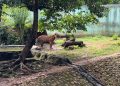 Penampakan Harimau Sumatera di Ragunan Viral Disebut Kurus Ternyata Gemuk dan Sehat