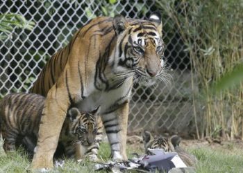 Harimau Berkeliaran di Ancol Terkam Warga
