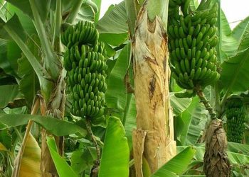 8 Jenis Pohon Pisang di Halaman yang Menarik Tikus dan Ular Secara Tidak Sengaja