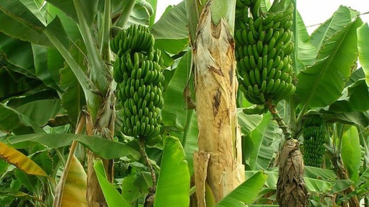 8 Jenis Pohon Pisang di Halaman yang Menarik Tikus dan Ular Secara Tidak Sengaja