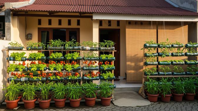 10 Jenis Sayuran untuk Ditanam di Botol Plastik Bekas sebagai Hiasan Teras