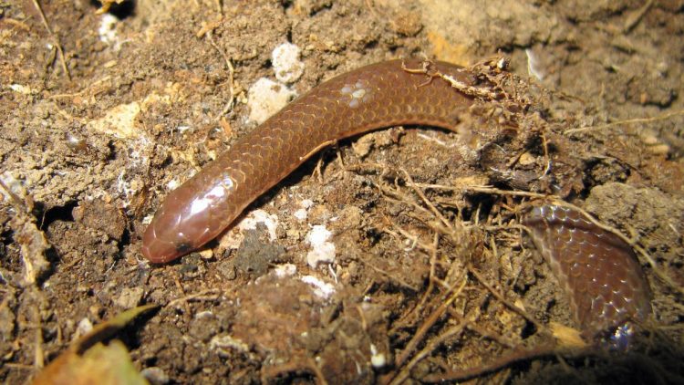 Bedakan Anakan Ular dan Cacing di Pot untuk Penanganan yang Tepat dan Akurat