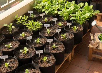 10 Tanaman Produktif di Lahan Terbatas, Cepat Panen dan Perawatannya Mudah