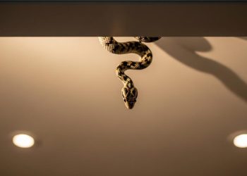 Arti Mimpi Kejatuhan Ular, Tanda Psikologis, Peringatan, atau Simbol Perubahan?