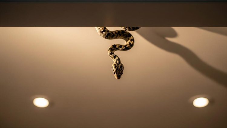 Arti Mimpi Kejatuhan Ular, Tanda Psikologis, Peringatan, atau Simbol Perubahan?