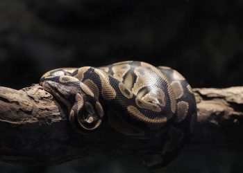 Ular Sawah Apakah Bisa Memanjat Simak Penjelasannya
