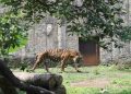 Harimau Serang Warga di Jakarta, Pemburu Terjun Membantu