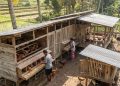 9 Desain Kandang Ayam Multifungsi untuk Pedaging dan Petelur, Raih Keuntungan Berlipat