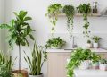 Dapur Terlihat Monoton Hiasi dengan 12 Tanaman Ini Agar Segar dan Fungsional