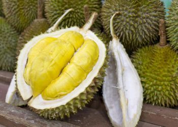 Jenis Durian Berdaging Tebal dan Ciri Kualitas Premium yang Perlu Dikenali
