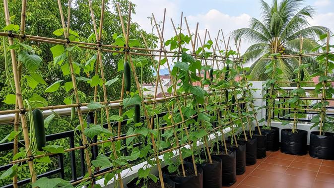 7 Ide Kebun Sayuran Rambat dengan Bambu, Hemat, Mudah, dan Panen Melimpah